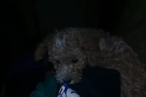 CENTRO DE ESTETICA YAMILA – MP 22718 – AMBOS SEXOS