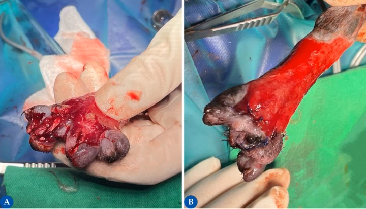 ¿Qué le pasó a Jocelyne Wildenstein?