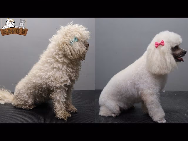 ¿Existen cirugías plásticas para perros?