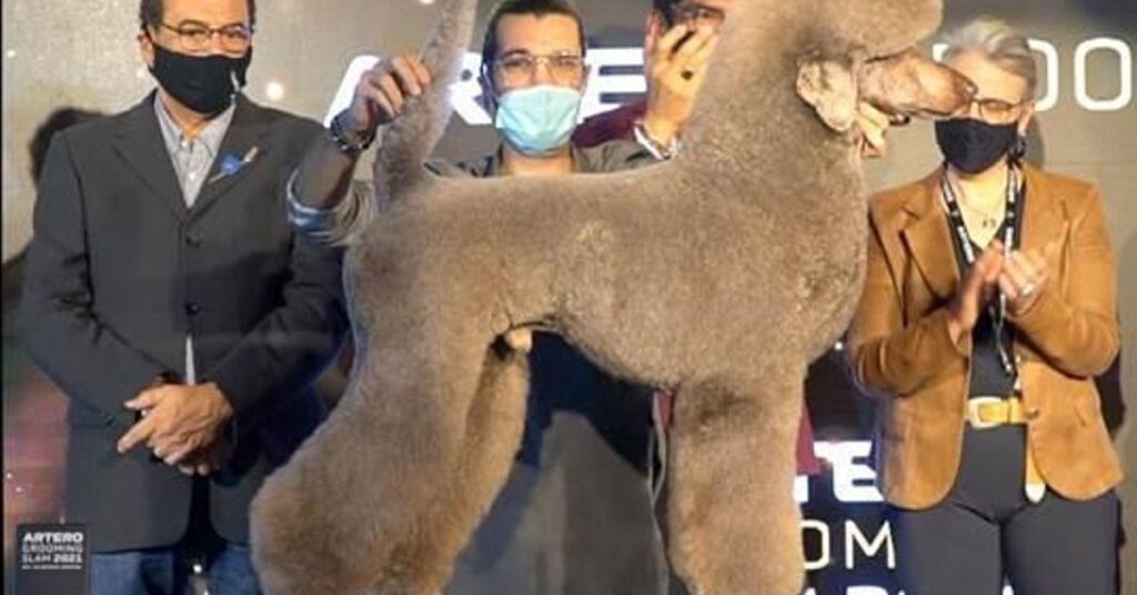 Cirugía Plástica en Perros: ¿Salud o Vanidad?