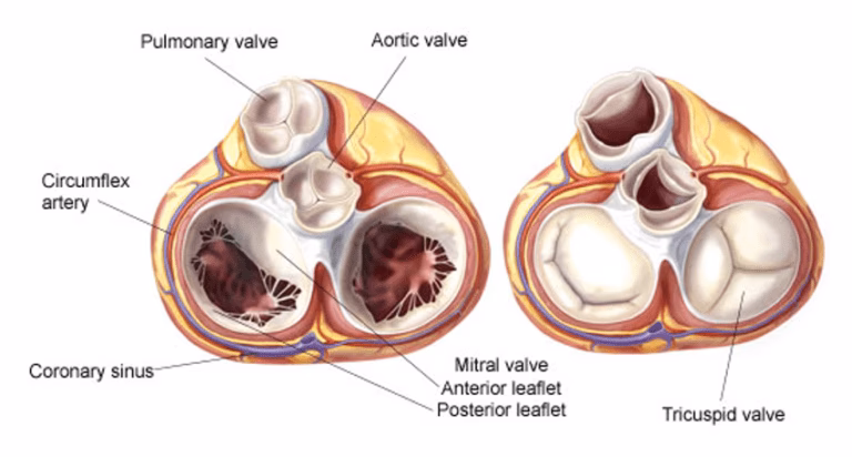 ¿Cuánto Cuesta una Cirugía Plástica?