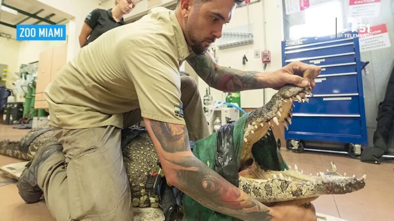 Pinza Cocodrilo Quirúrgica: Precisión y Función