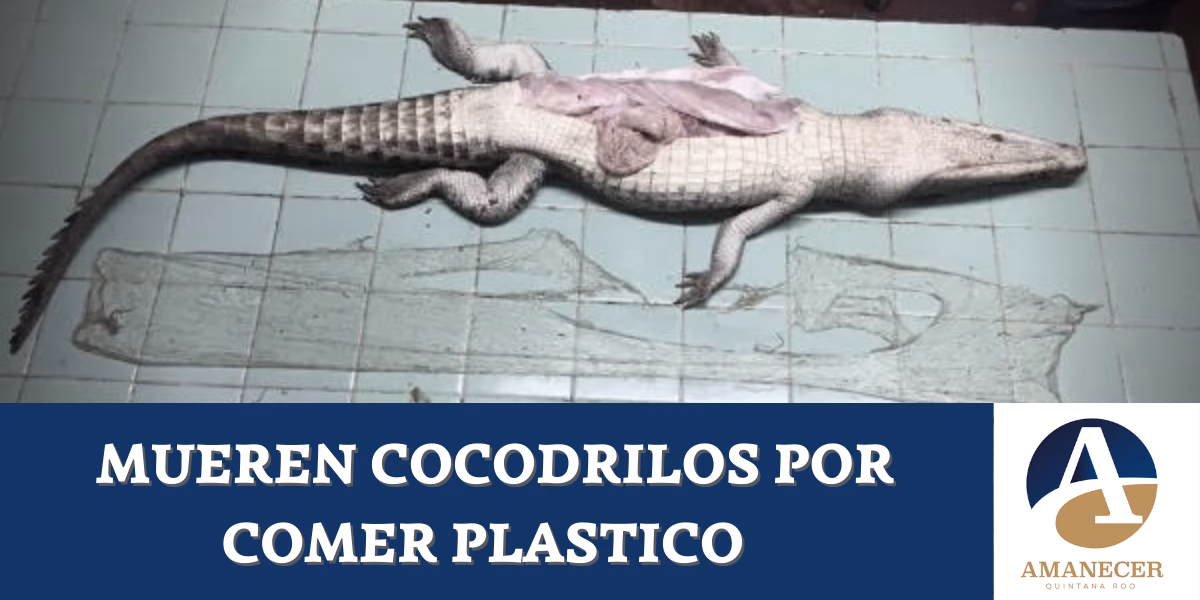 ¿Los cocodrilos pueden regenerar partes de su cuerpo?