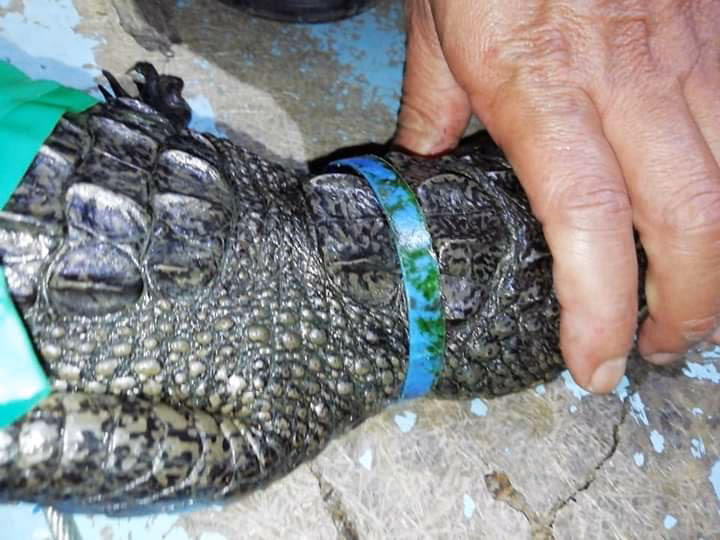 ¿Cuánto cuesta extraer un cocodrilo?