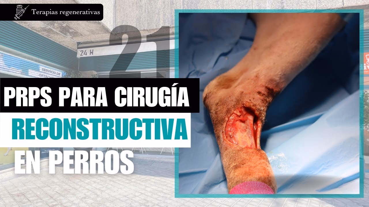 ¿Cuáles son las cirugías más comunes en perritos?